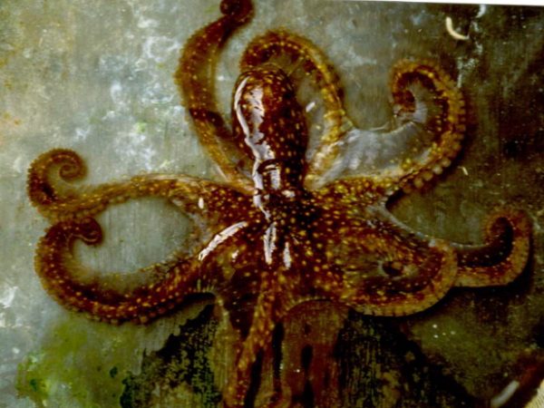 Octopus sp. 13 LAW9-9-96-31