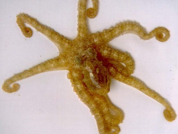 Octopus sp. 3 LAW2-26-96-23