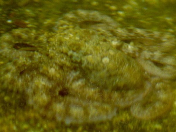 Octopus sp. 3 LAW3-2-95-33