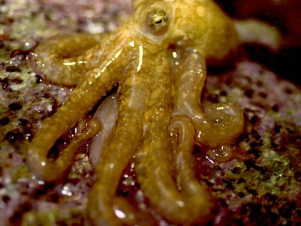 Octopus sp. 3 LAW4-25-95-15