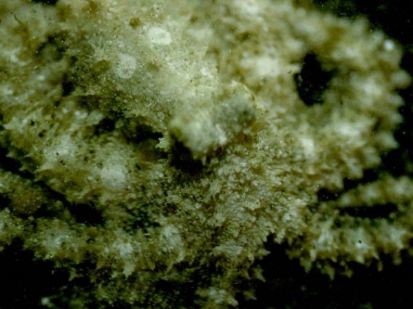 Octopus sp. 3 holotype LAW4-25-95-20