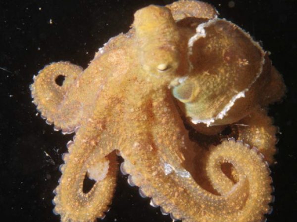 Octopus sp. 3 (n. sp.) GP403-37