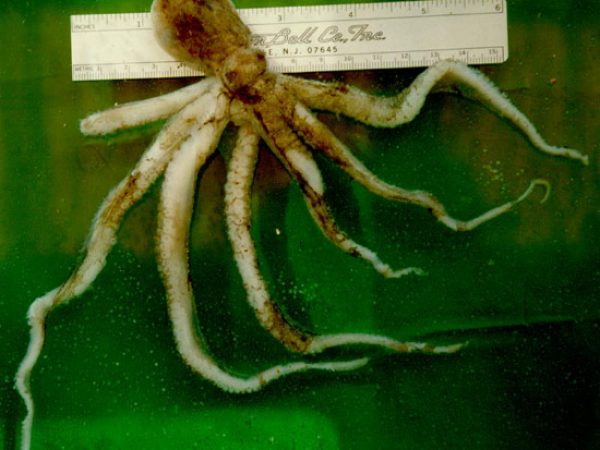 Octopus sp. 4 LAW1-93-41