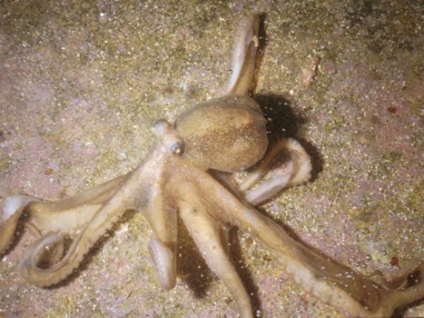 Octopus sp. 4 LAW1-93-41