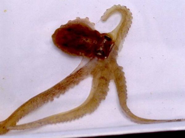 Octopus sp. 6 LAW9-19-94-14