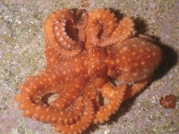 Octopus sp. 7 GP410-32