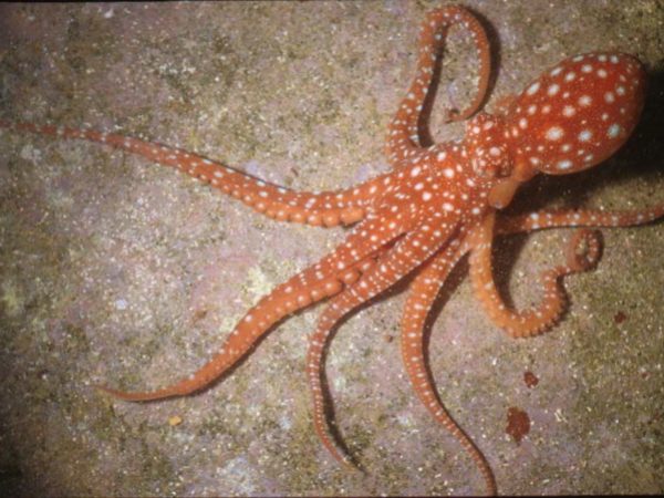 Octopus sp. 7 GP410-33