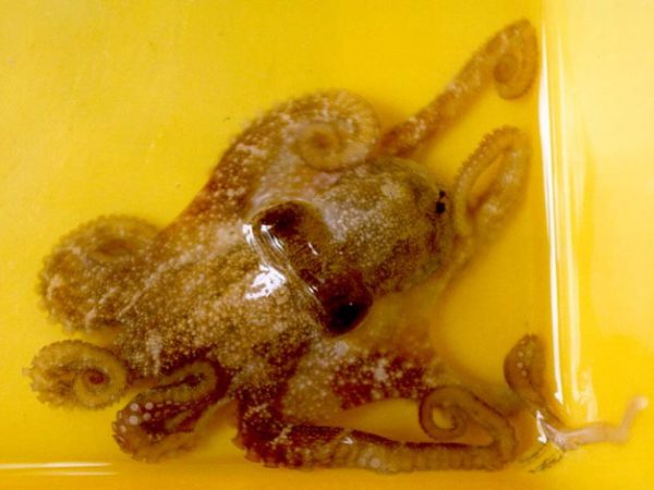Octopus vitiensis cf LAW2-10-98-20