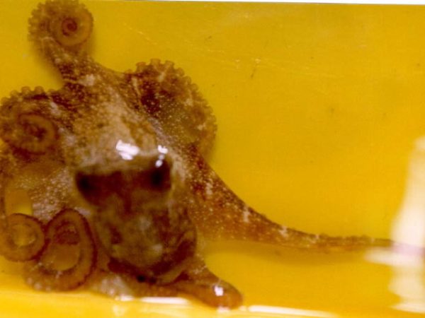 Octopus vitiensis cf LAW2-10-98-22