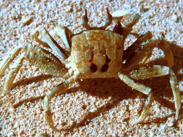 Ocypode ceratophthalma Guam 336-3