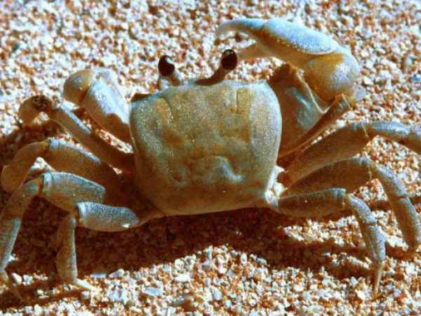 Ocypode cordimana Guam 336-17