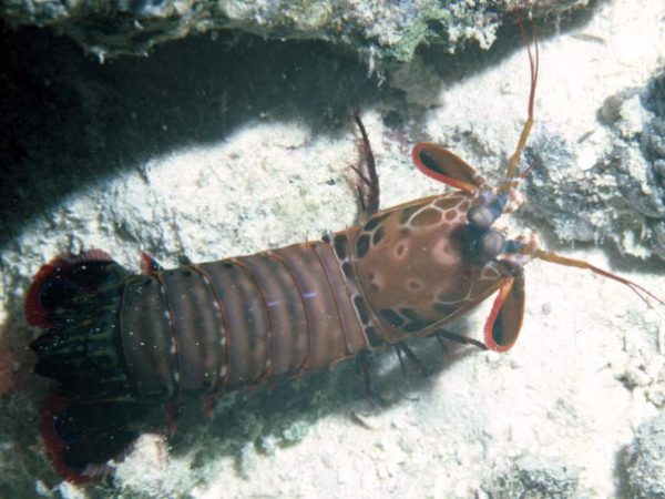 Odontodactylus scyllarus Gun Beach 15m RFM-98a