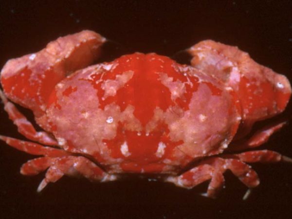 Olenothus uogi Guam 576-30