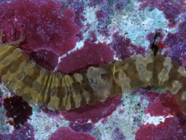 Opheodesoma spectabilis~ Guam 694-22