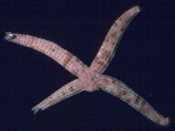 Ophidiaster duncani Guam 523-10