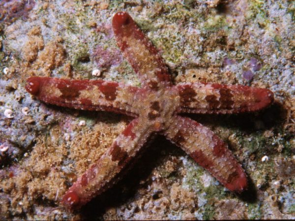 Ophidiaster hemprichi Guam 408-26