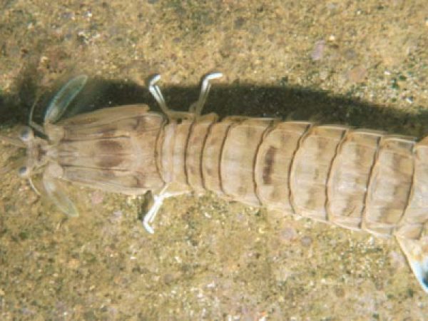 Oratosquilla fabricii Guam 396-30