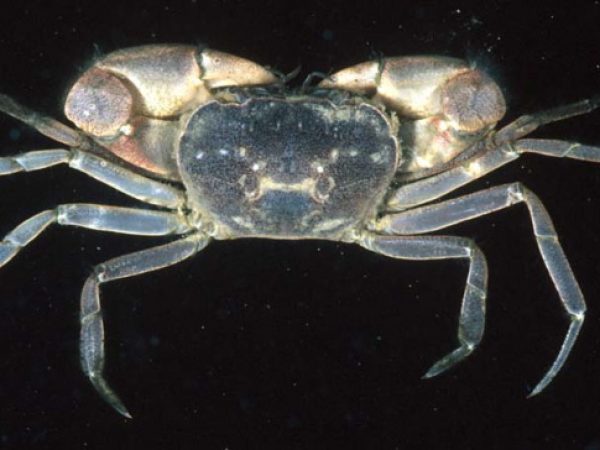 Orcovita mollitia Guam 733-22