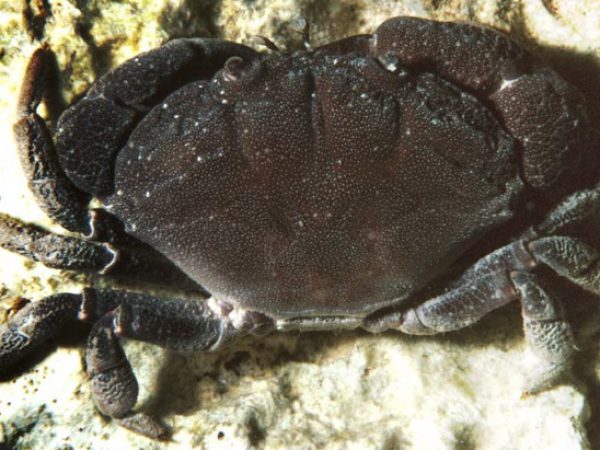 Ozius rugulosus Guam 463-37