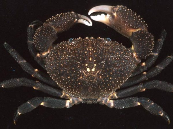 Ozius tuberculosus Guam 786-17