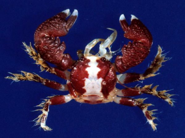 Pachycheles garciaensis GUM208I Kropp