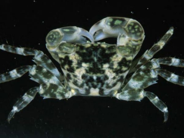 Pachygrapsus minutus~ Guam 871-20