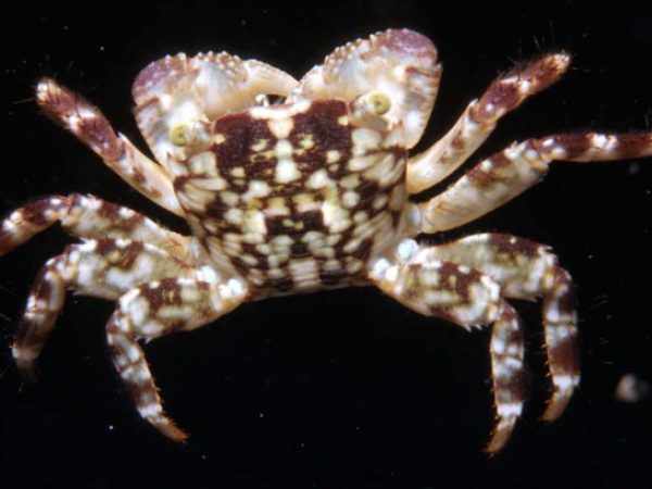 Pachygrapsus plicatus Guam 410-2