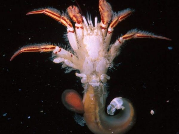 Paguristes jalur Guam 544-30