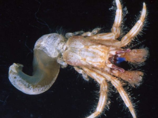 Paguristes monoporus Guam 848-27