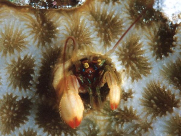 Paguritta kroppi Guam 469-25