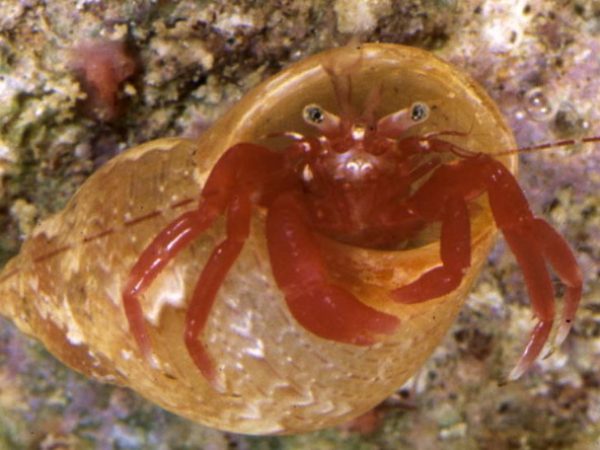 Pagurixus boninensis Guam 859-33