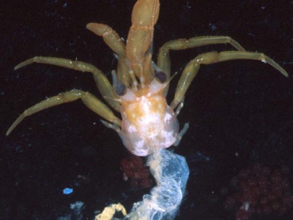 Pagurixus cf. laevimanus Guam 846-18