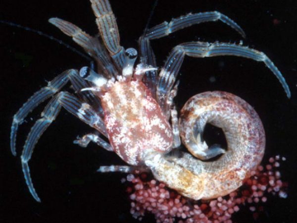 Pagurixus maorus Guam 751-32