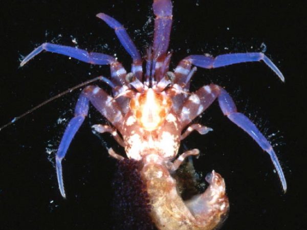 Pagurixus sp. 2 Guam 813-3