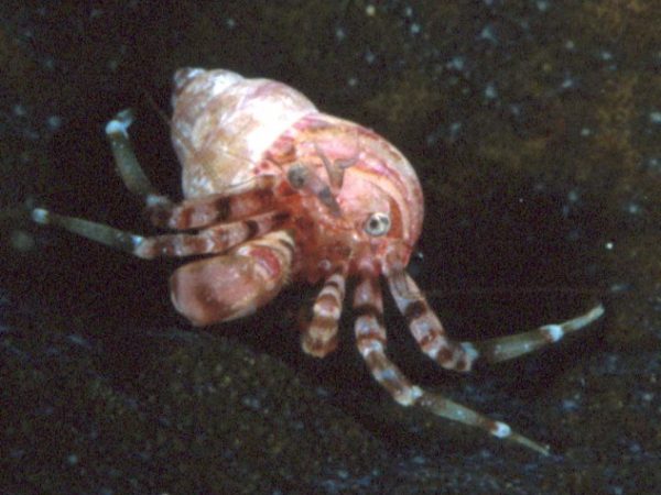 Pagurixus sp. 3 slate~ Guam 820-10