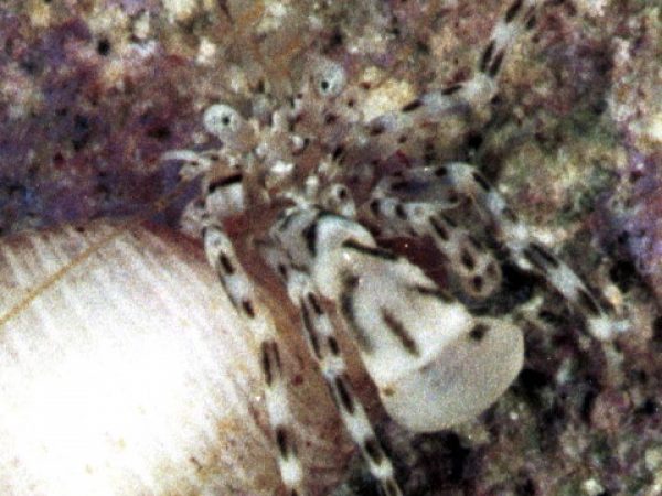 Pagurixus sp. 8 pale Guam 860-8