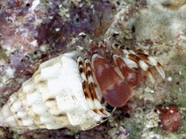 Pagurixus sp. 9 Guam 860-21