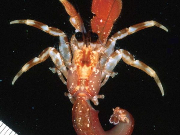 Pagurus hirtimanus Guam 846-13