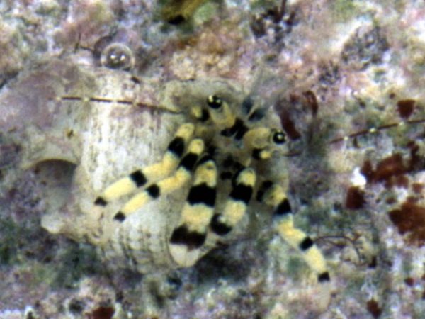 Pagurus~ sp. 1 Guam 867-2