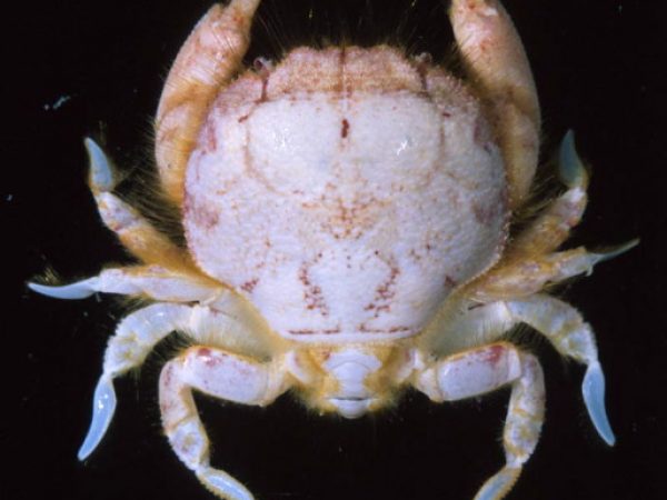 Palapedia sp. 1 Guam 851-16