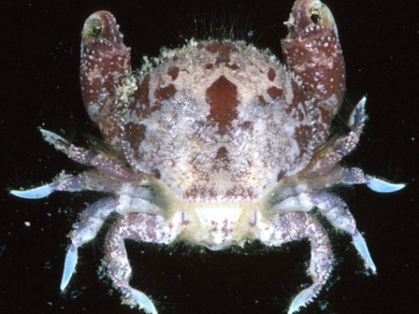 Palapedia sp. 2 Guam 786-23