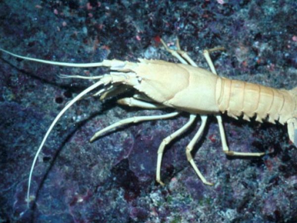 Palibythus magnificus Guam 422-26