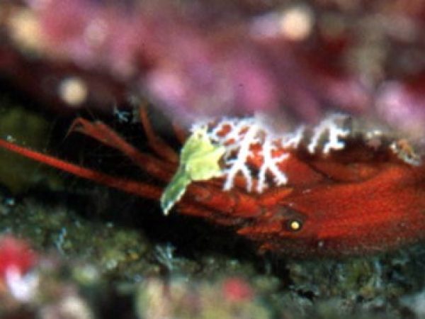 Palinurellus wieneckii Guam 826-10