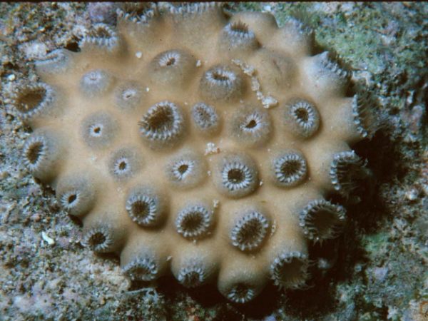 Palythoa caesia Guam 262-4