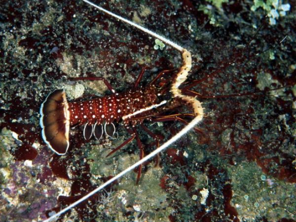 Panulirus longipes bispinosa Guam 826-8