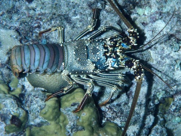 Panulirus penicillatus Guam 812-29