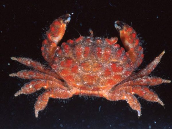 Paractaea rufopunctata complex Guam 847-13