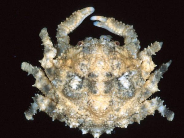 Paradynomene tuberculata Guam 819-25