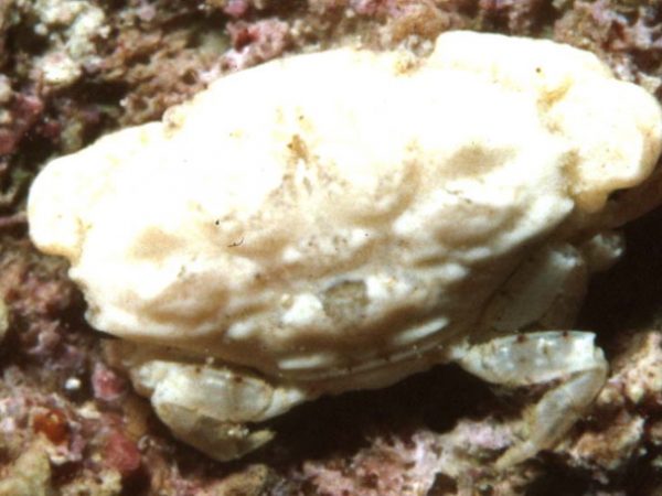 Paramedaeus noelensis Guam 457-5