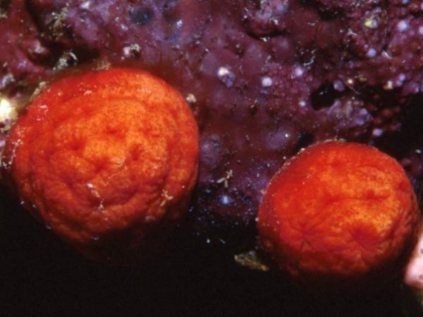 Paraminabea goslineri Guam 736-3